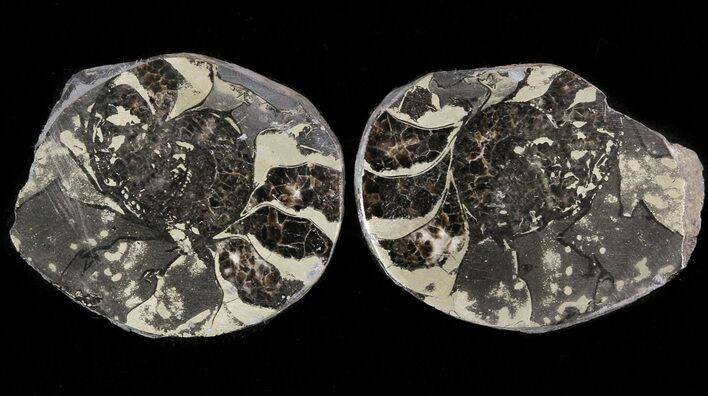 Pyritized Ammonite Fossil Pair #48084